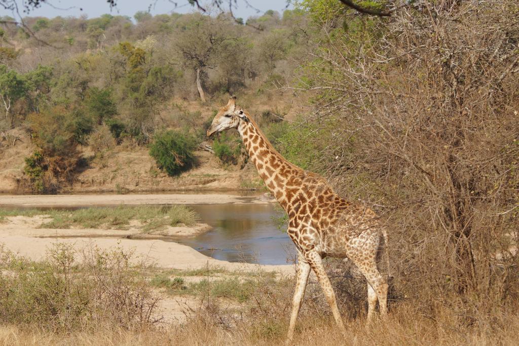 Kruger River Holiday Home Marloth Park Dış mekan fotoğraf