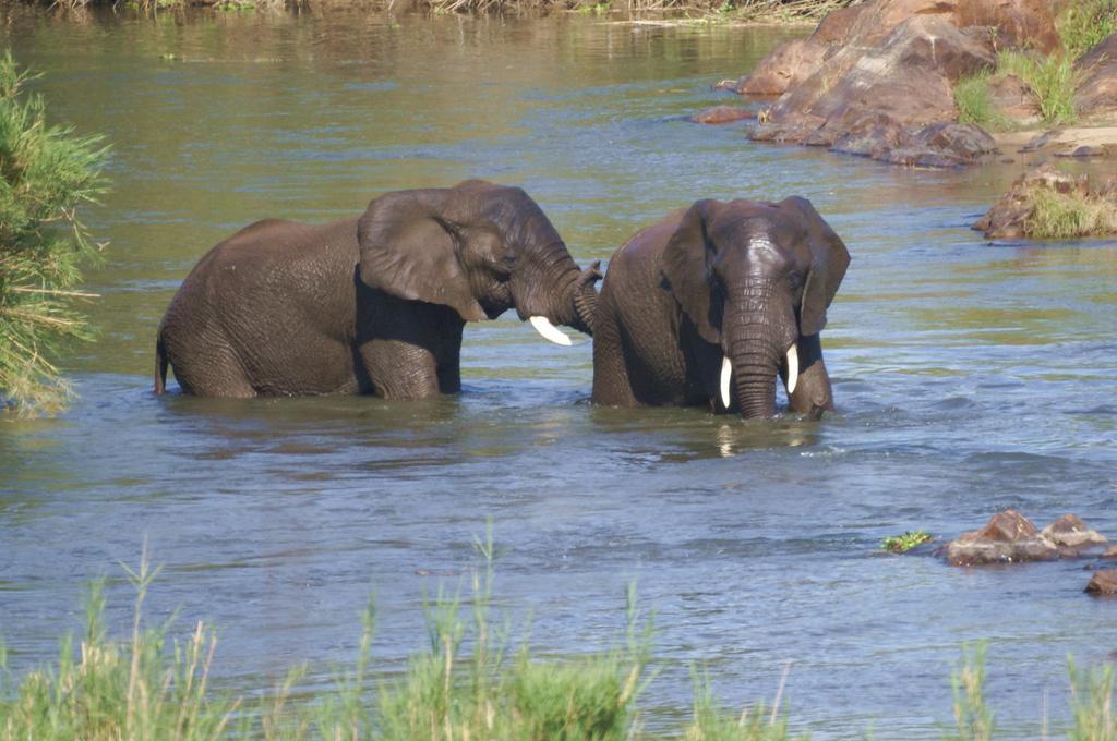 Kruger River Holiday Home Marloth Park Dış mekan fotoğraf